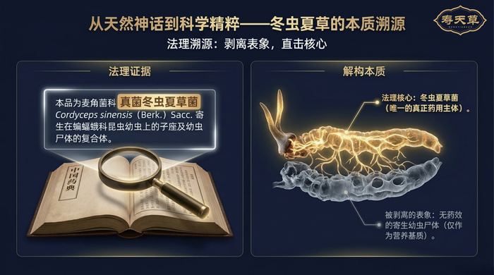 冬虫夏草是什么