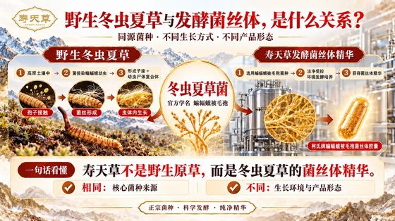 野生与发酵菌丝体关系